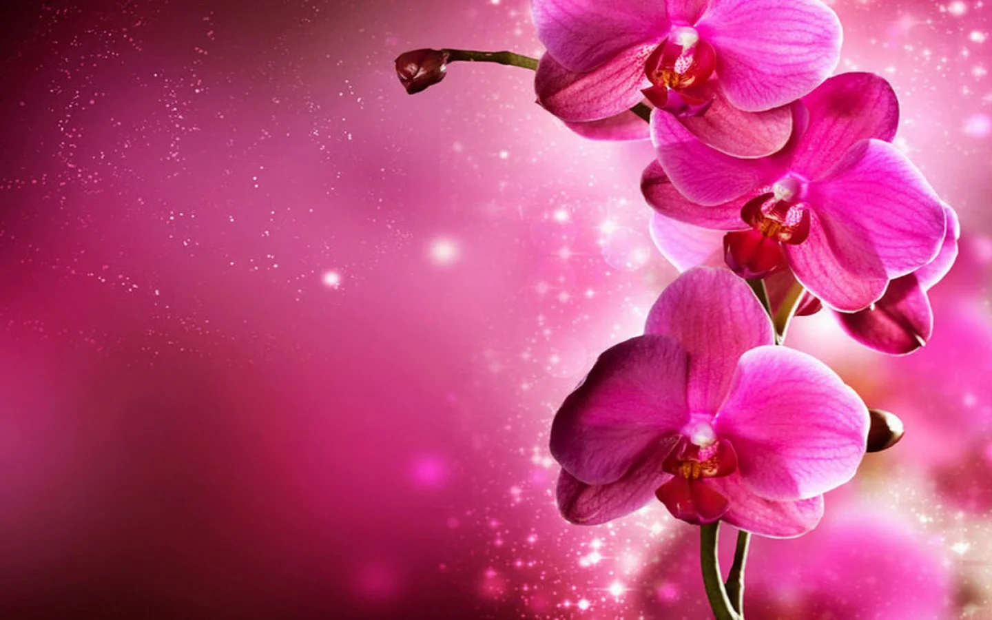 Pink orchids.jpg