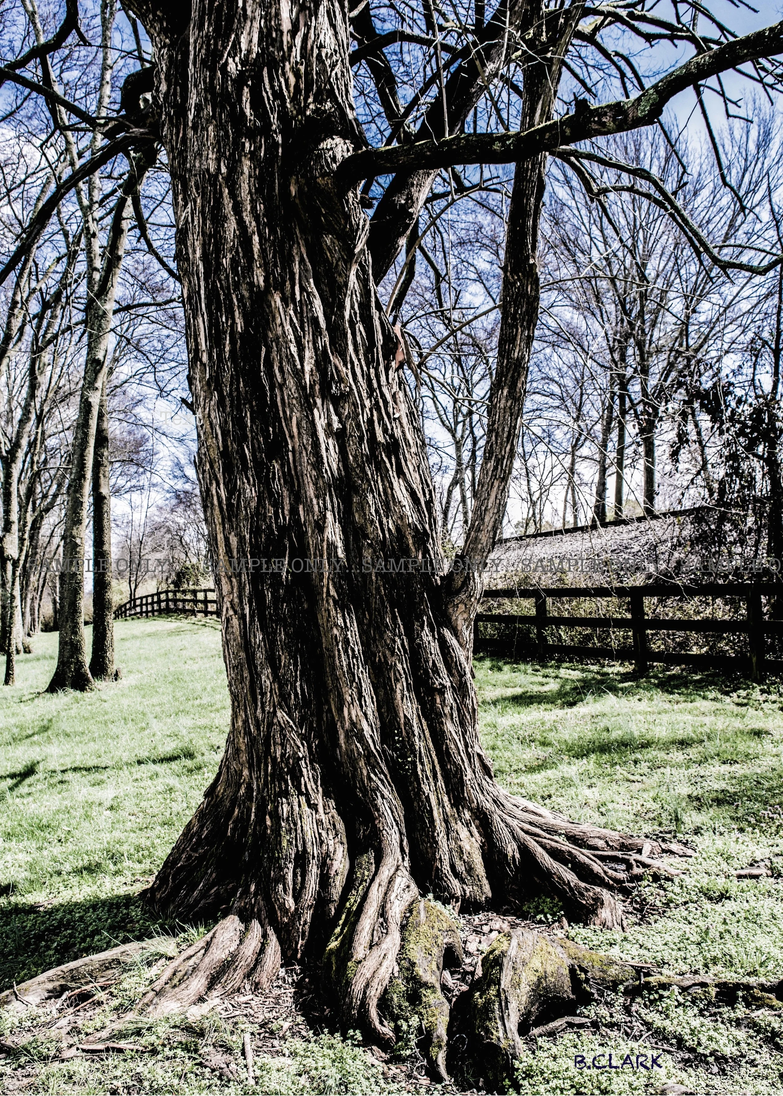Crooked Old Tree