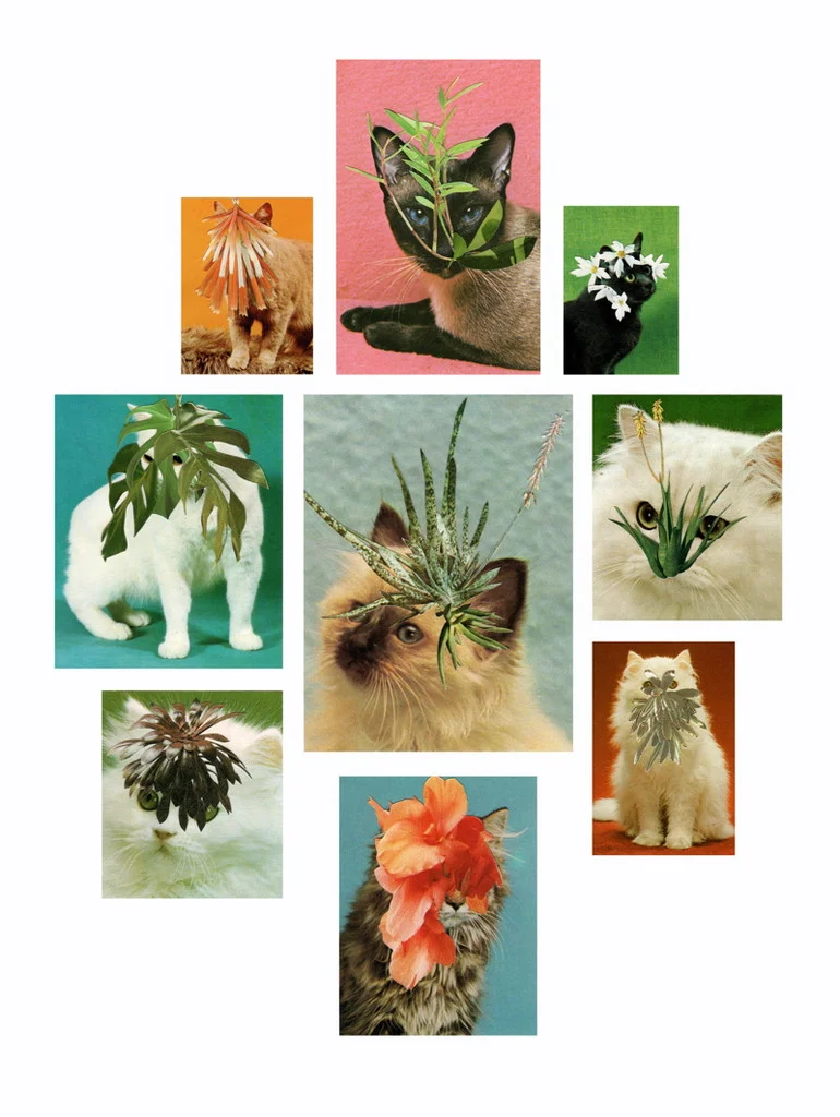 Purr worthy pairings via Stephen Eichhorn