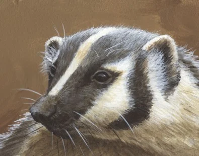 badger1-395x310.jpg