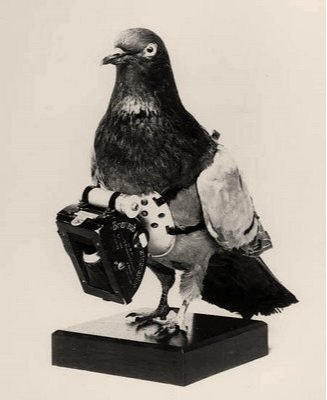 Homing Pigeons.jpg