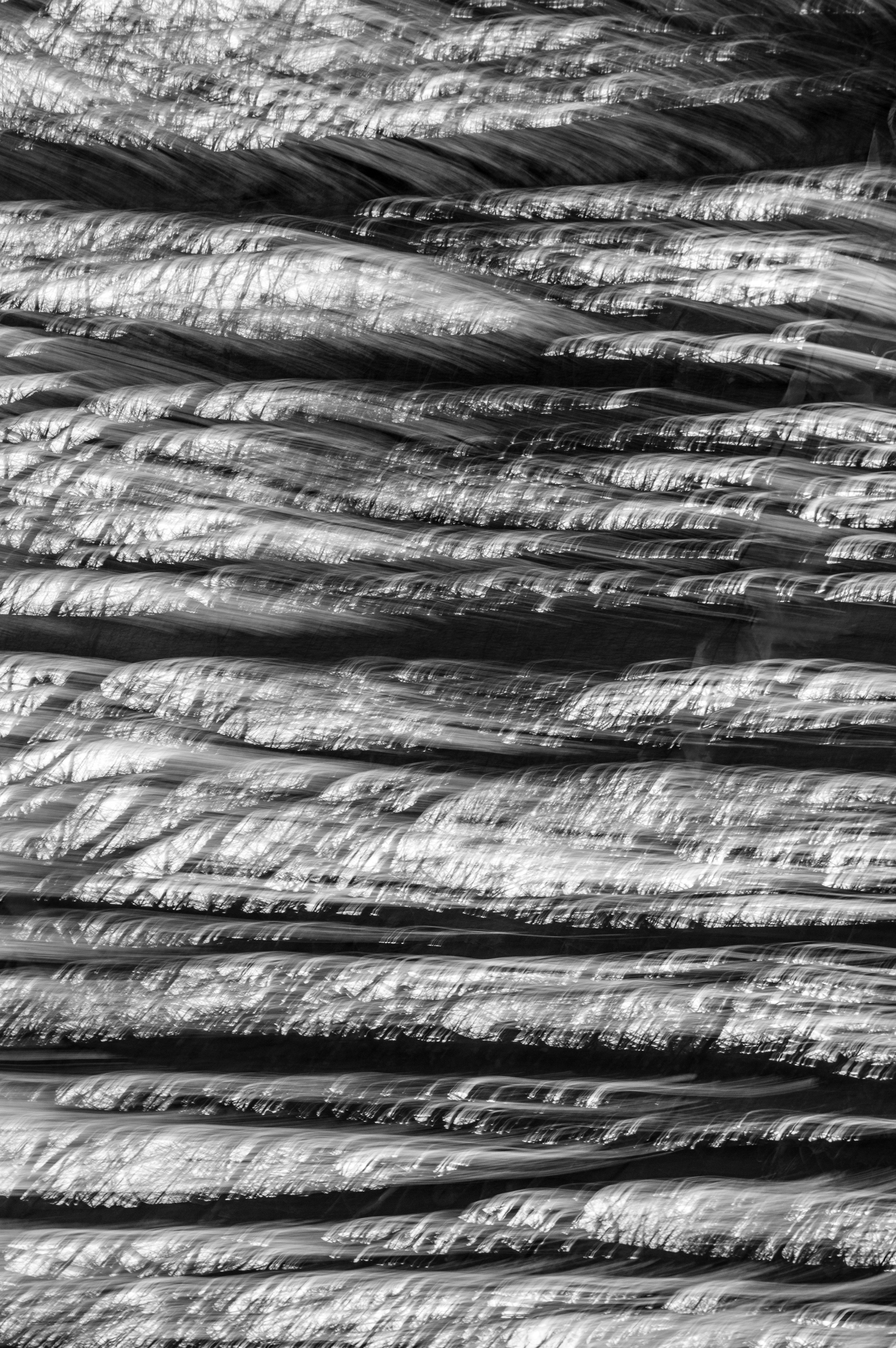 Northeastern Forest, January 2015