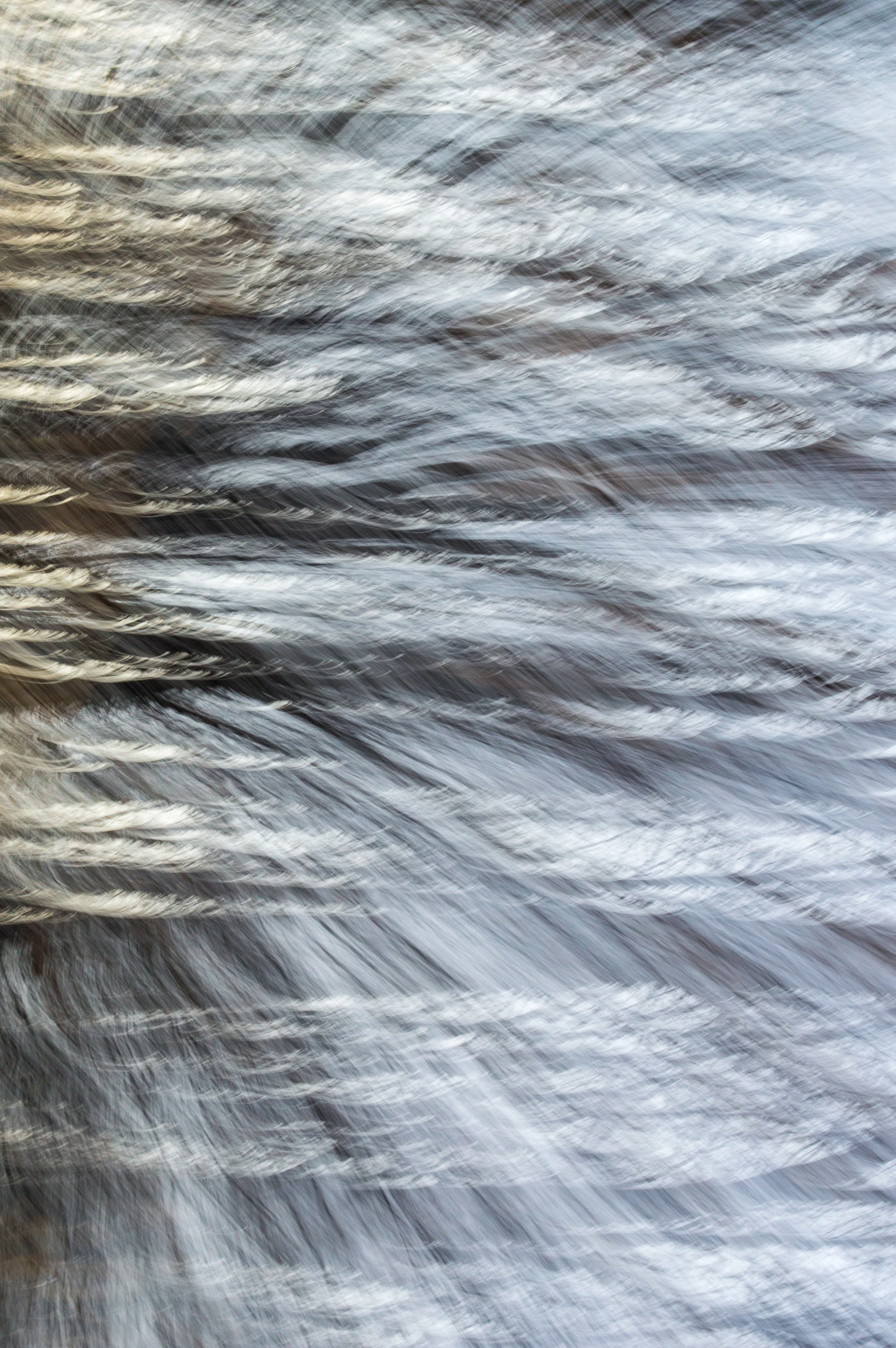 Northeastern Woods, January 2015