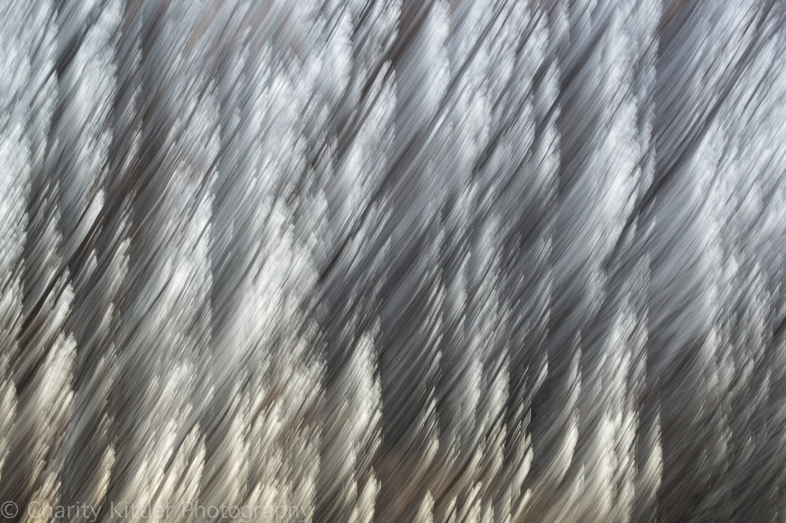 Northeastern Woods, January 2015