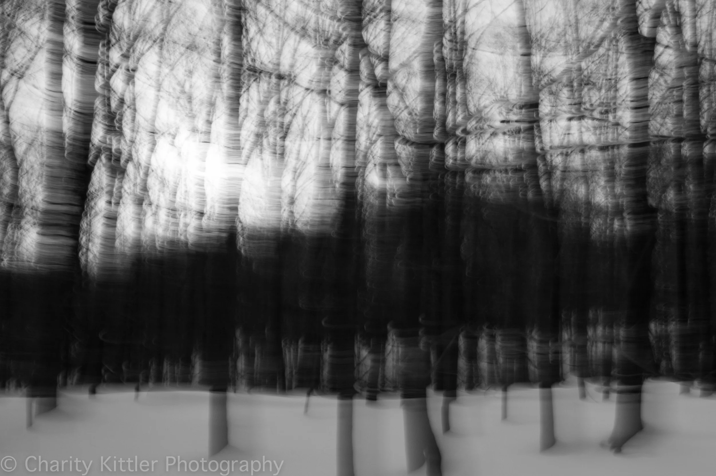 Northeastern Woods, February 2014