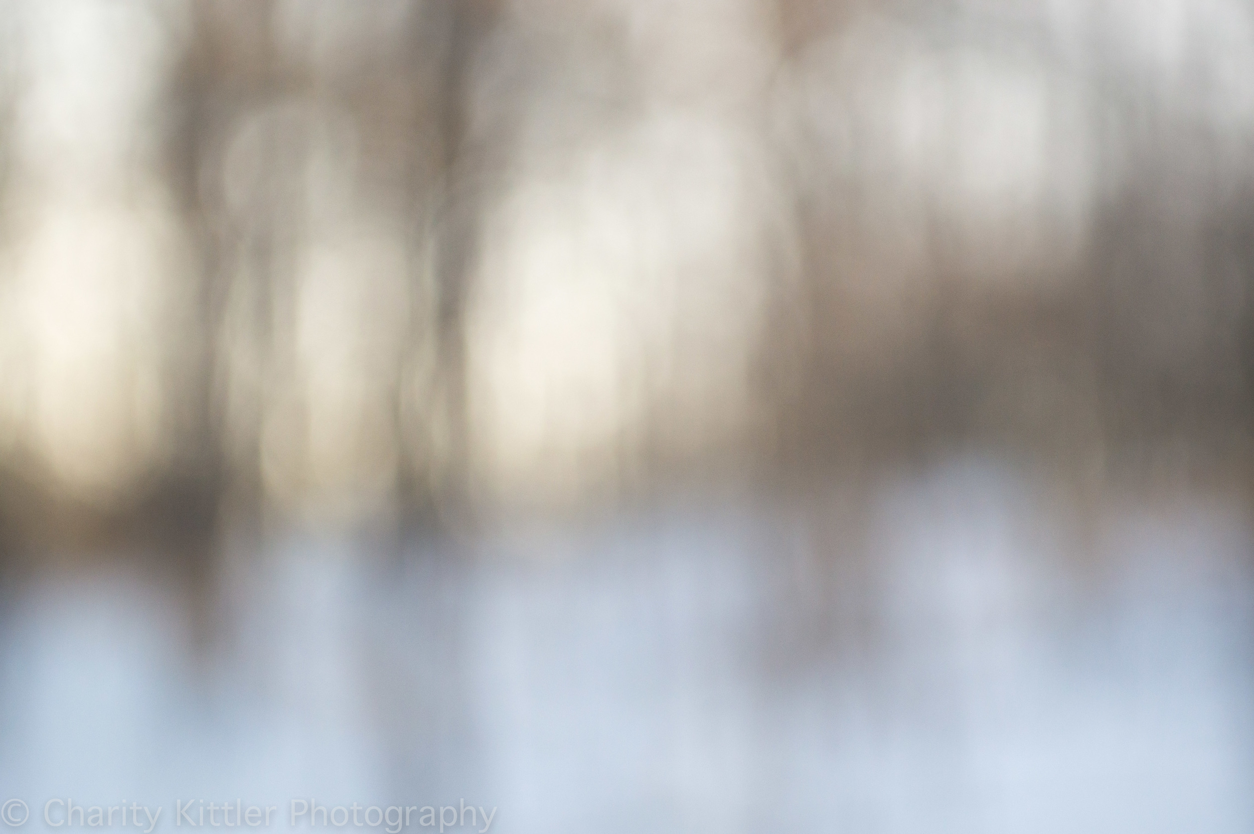Bokeh Woods, January 2015