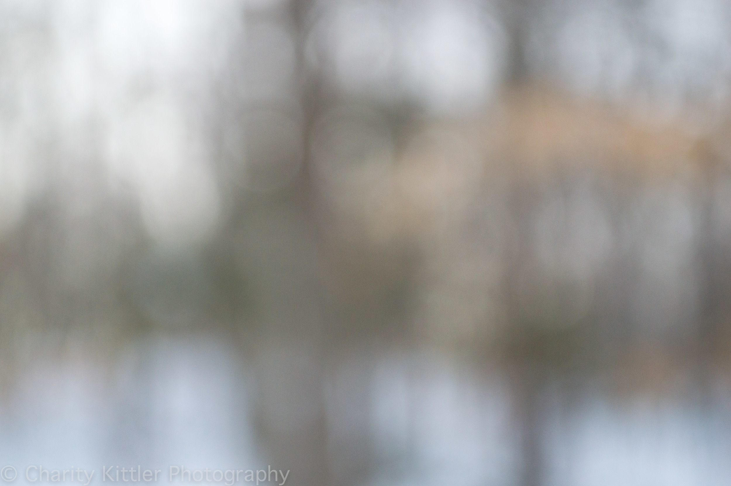 Bokeh Woods, January 2015
