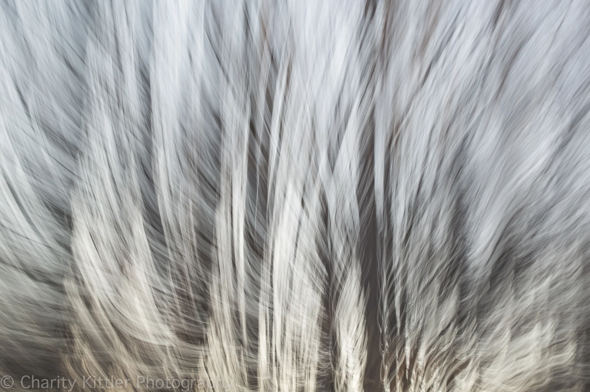 Northeastern Woods, January 2015