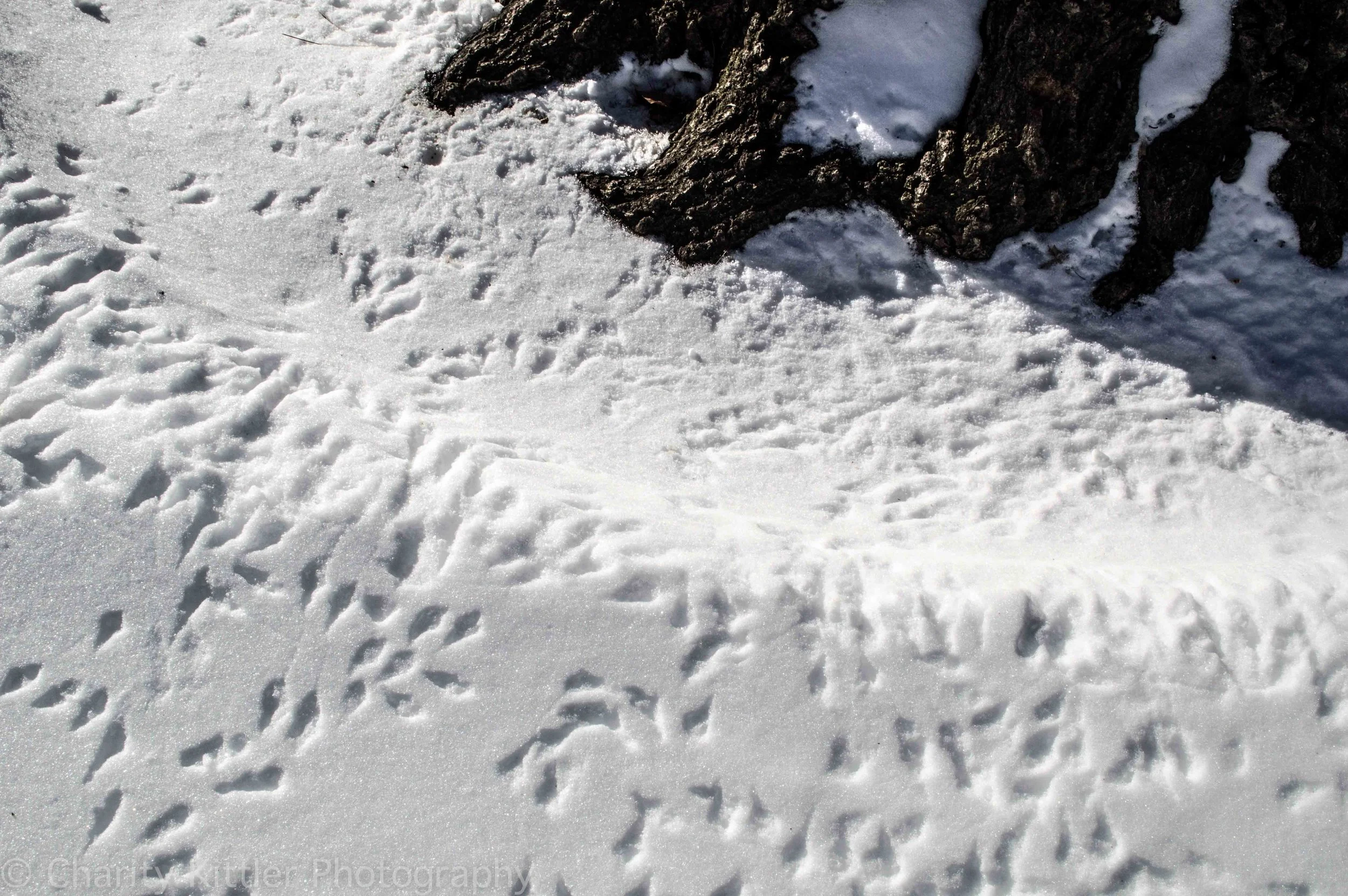 DSC_0446.jpg