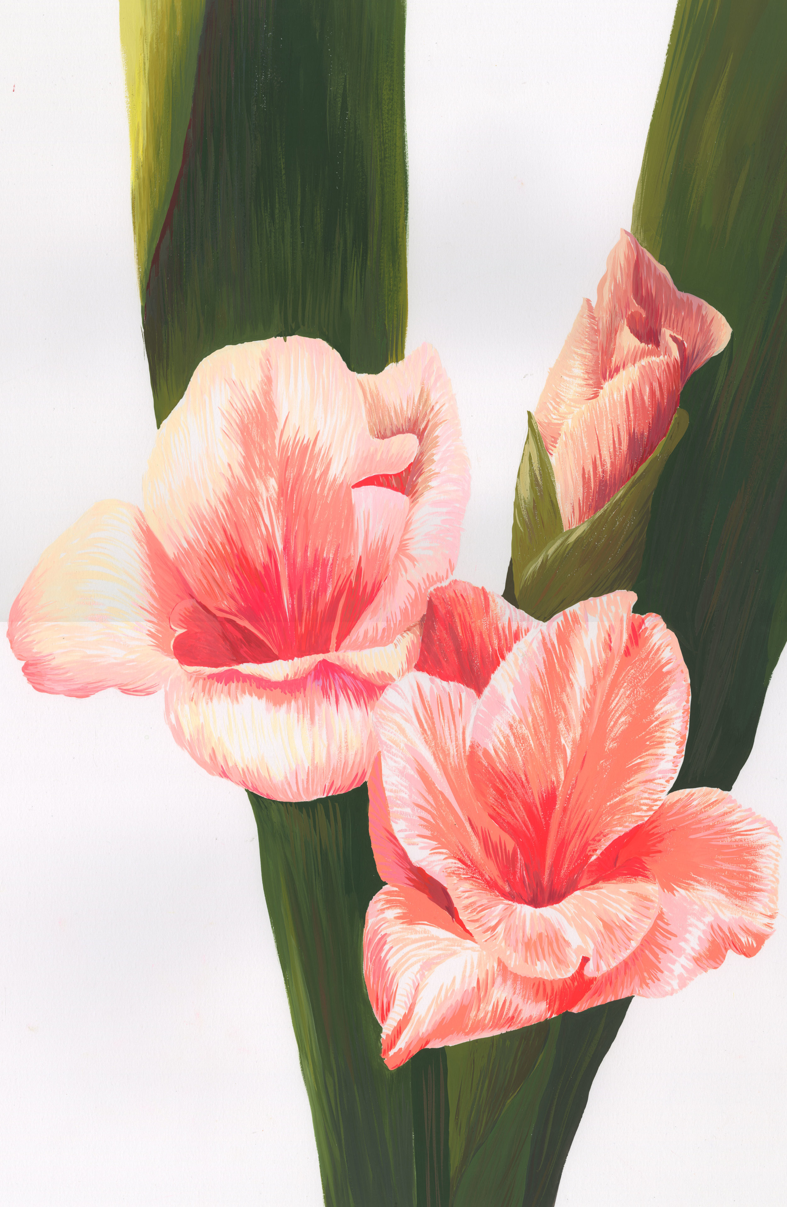 Gladiola Nature Study