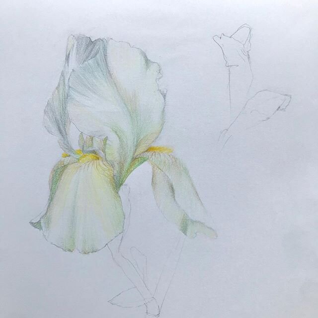 #iris 
9&rdquo; x 12&rdquo;
Colored pencil and graphite on paper