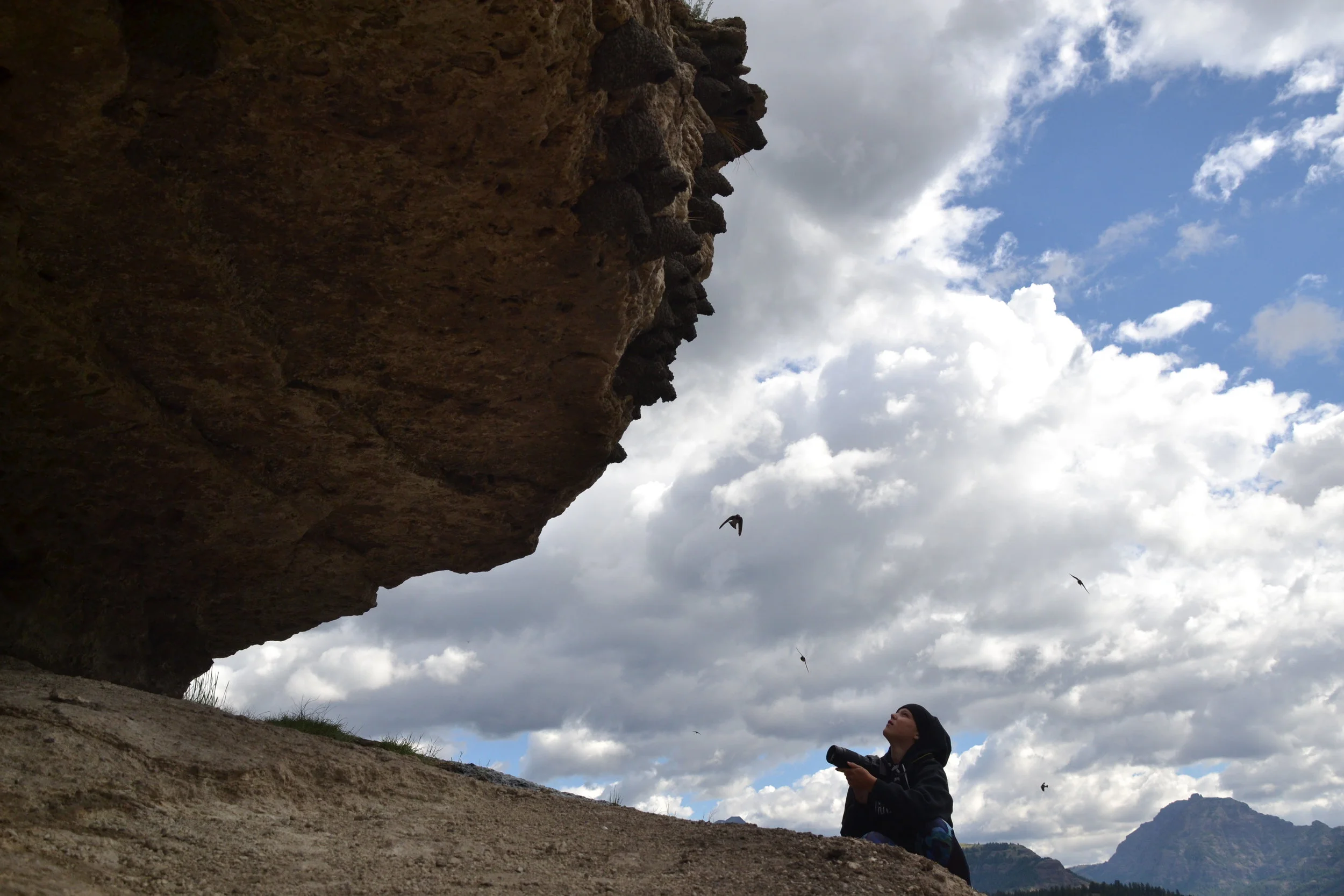  A student photographer looks at the nests of swallows along a cliff at Soda Butte in Yellowstone National Park.   July 11, 2016 