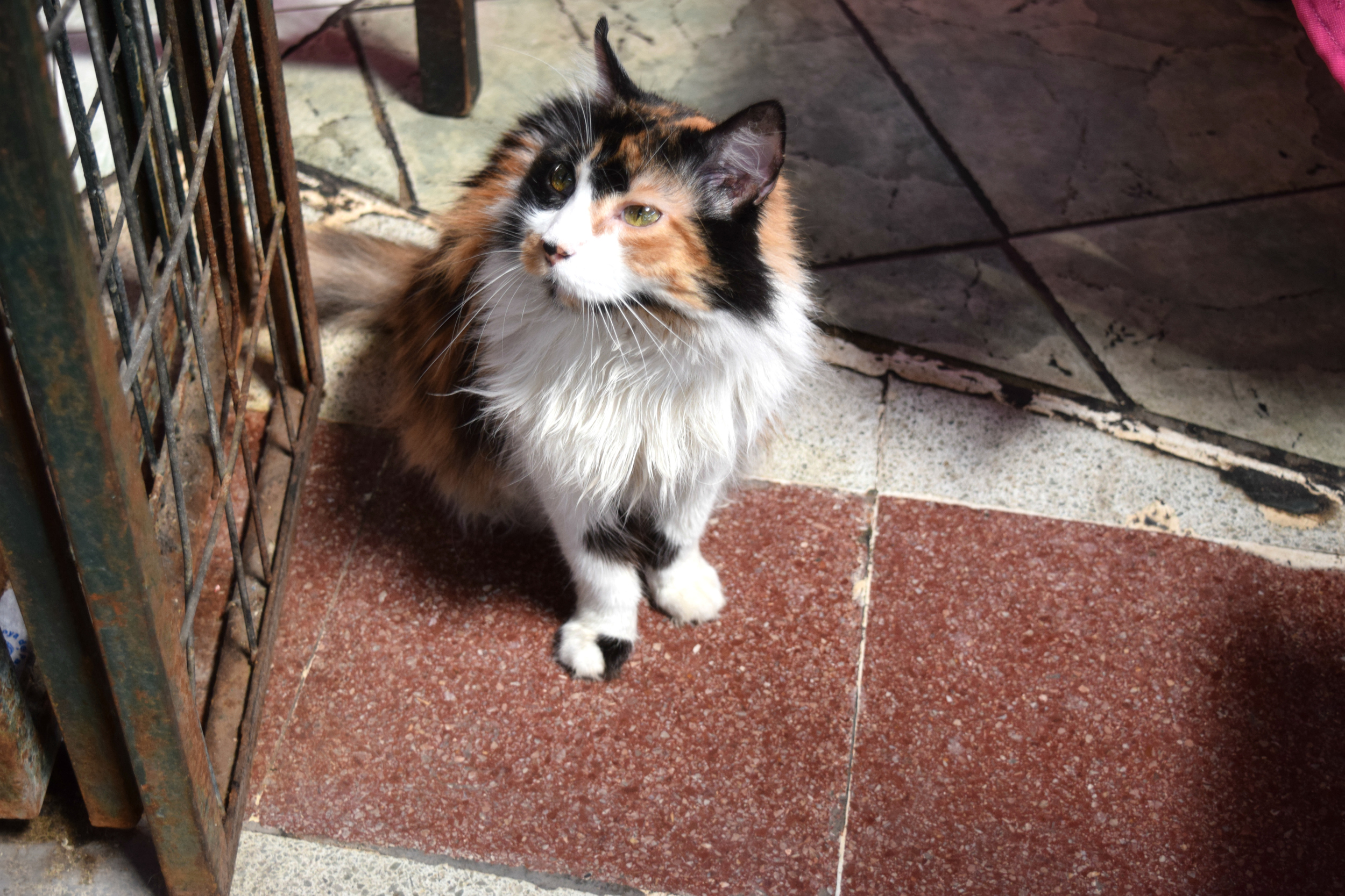 This cat lives in one of the restaurants inside the Mercado Central. 