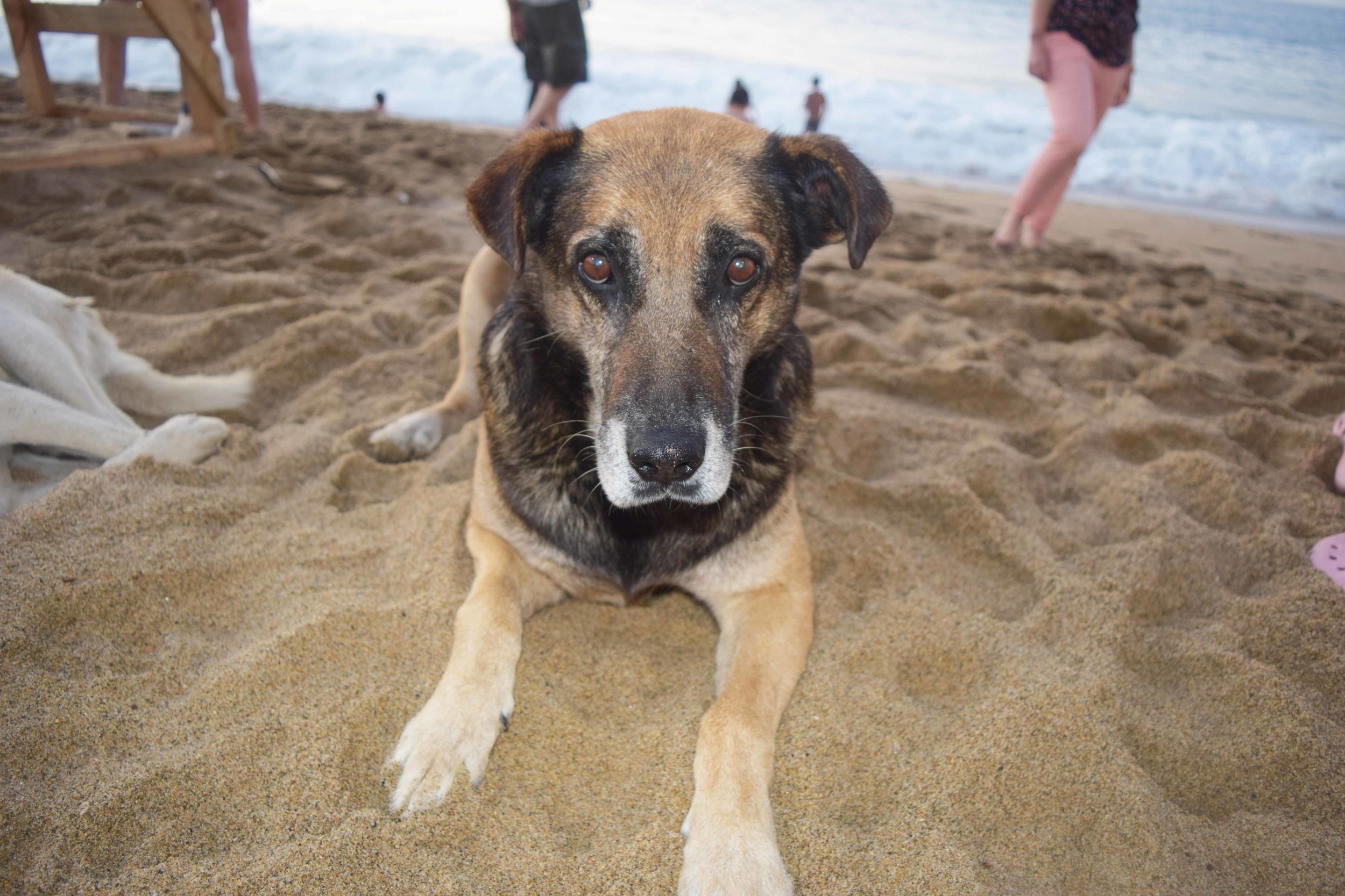 This is a stray dog I befriended and he was sweet enough to be made of dulce de leche, too. 
