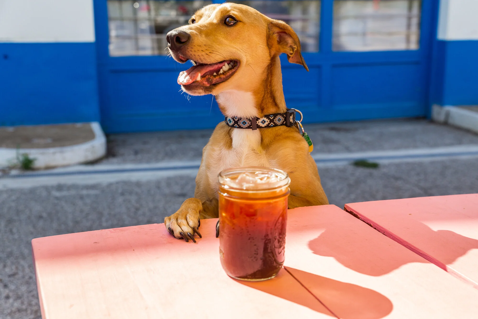 Full Stop Station coffee and dogs 