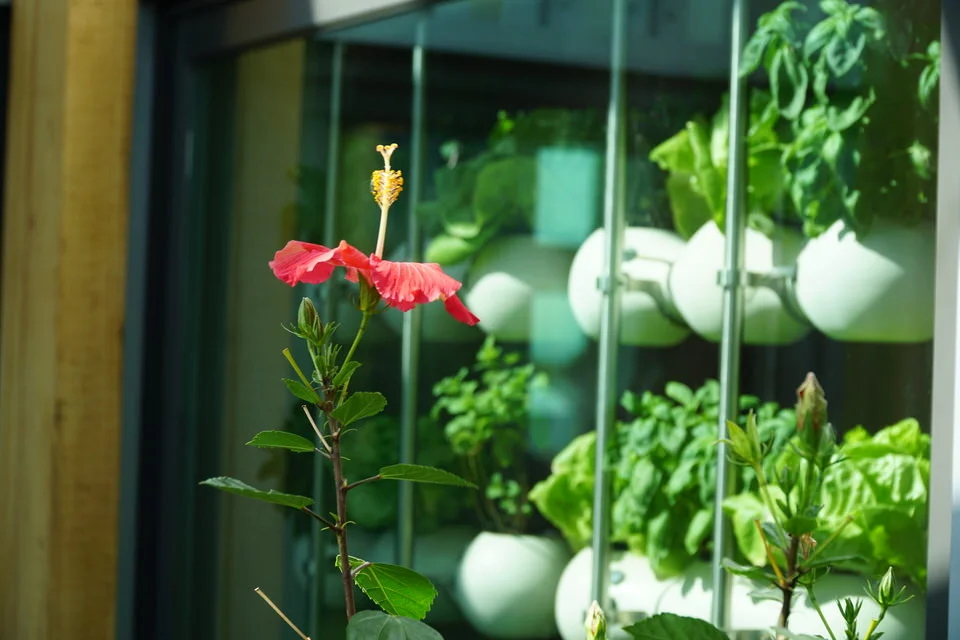 20171102 - Solar-Decathlon-Maryland-reACT-greenhouse-hydroponic.JPG