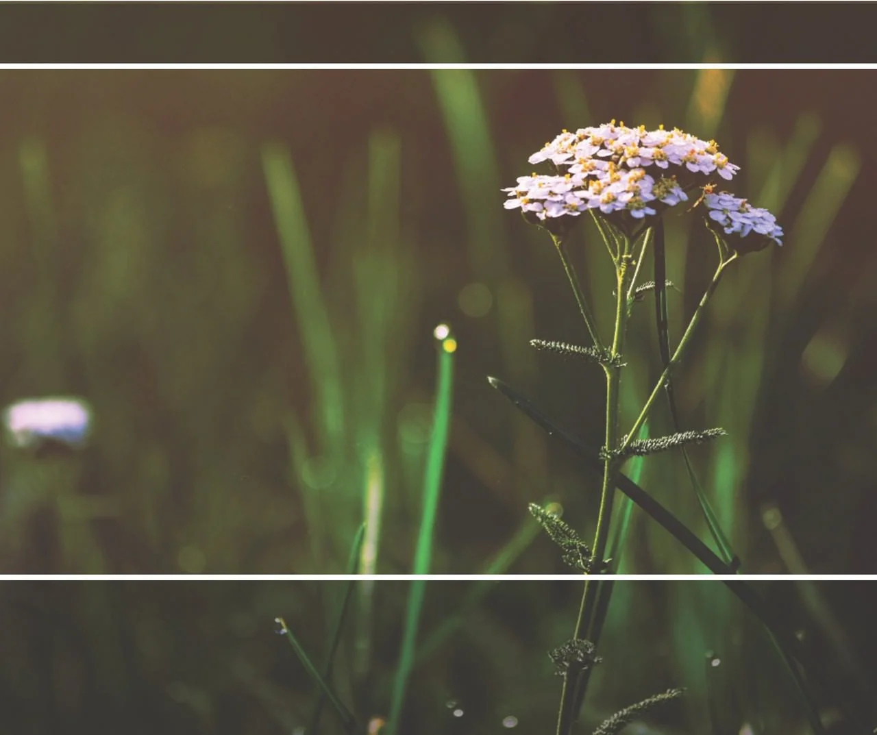 Earth Day-flowers.jpg