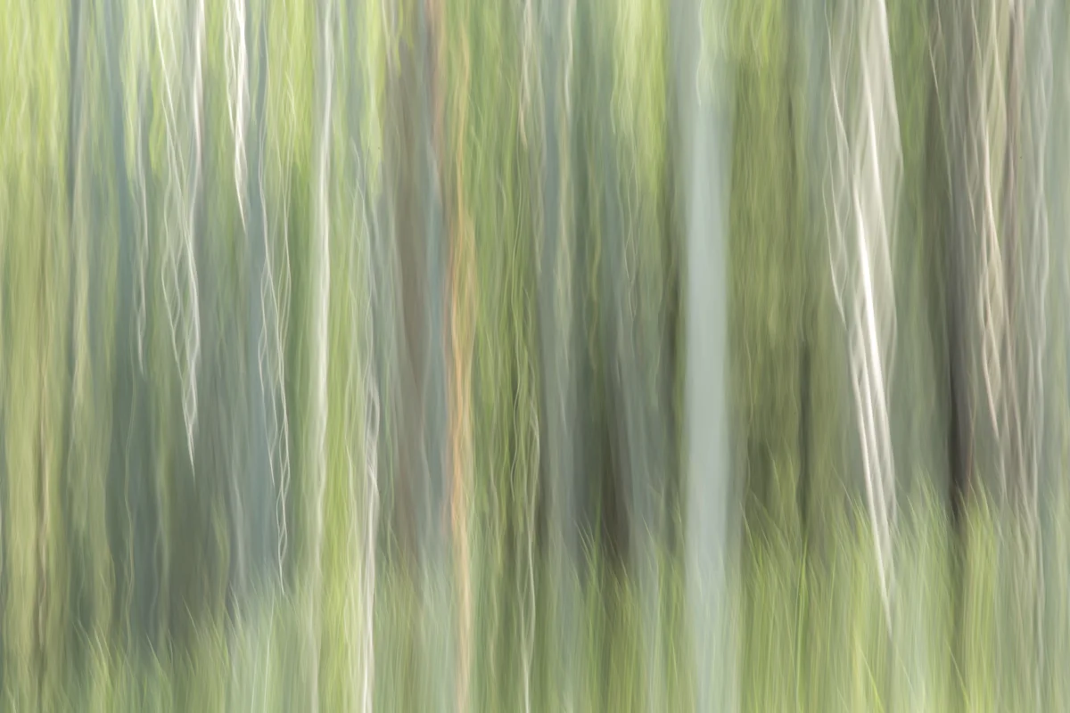 The Painted Woodland-19.jpg