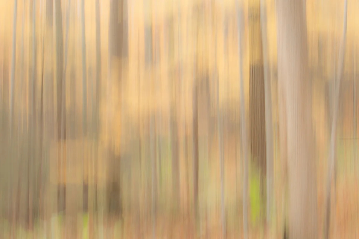 The Painted Woodland-23.jpg