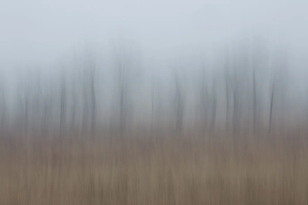 The Painted Woodland-28.jpg