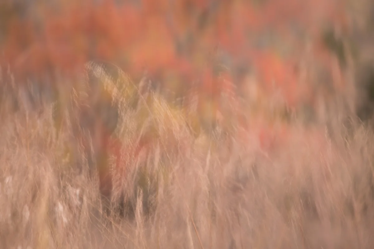 The Painted Woodland-45.jpg