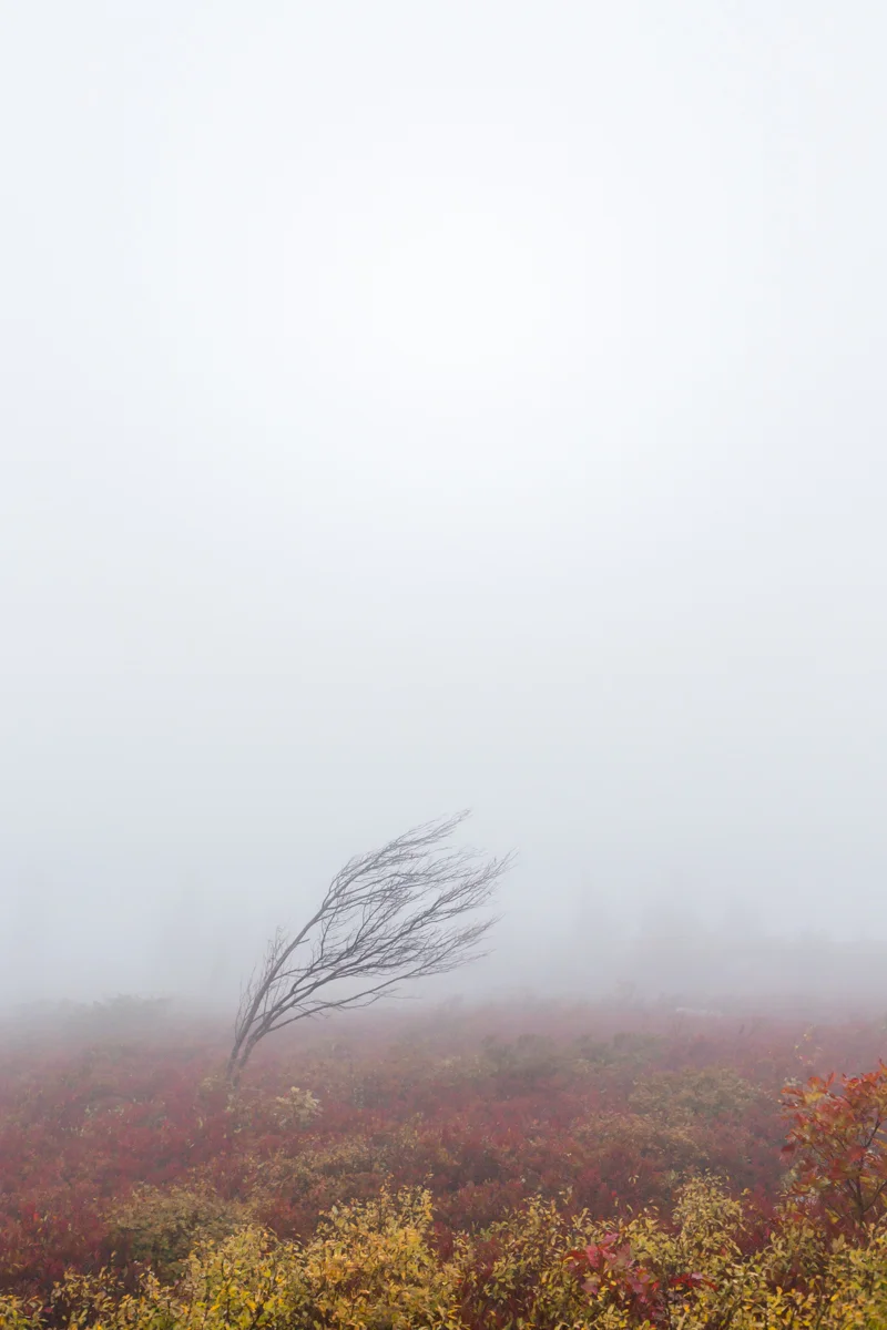 _A2A3313.jpg