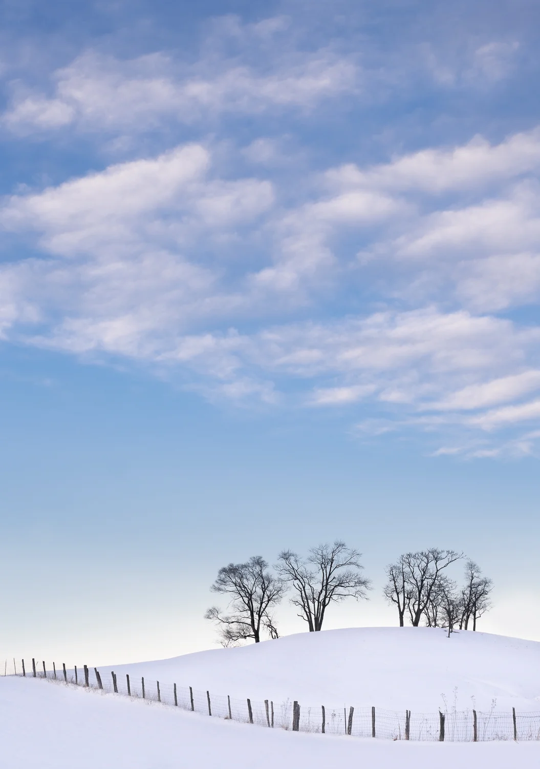 Winter Dancing Trees