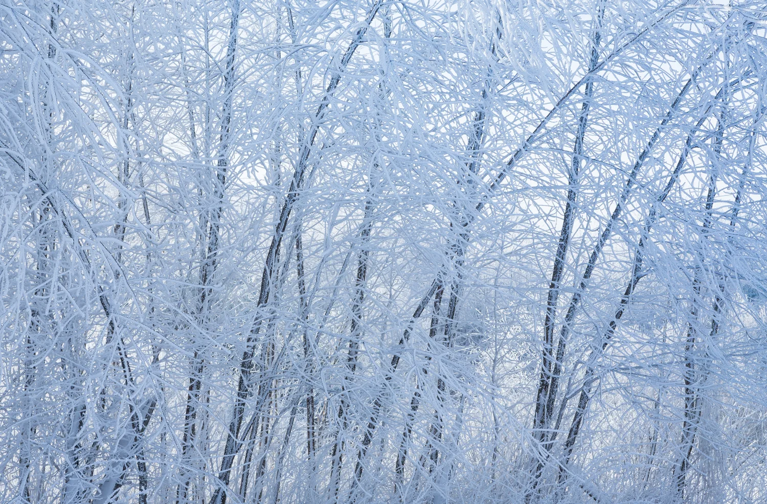 The Frost and the Boughs #1