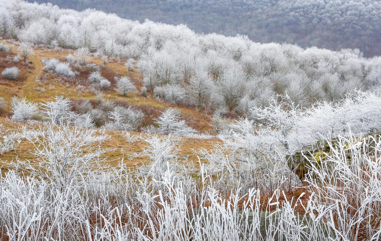 The Frost and the Boughs #7