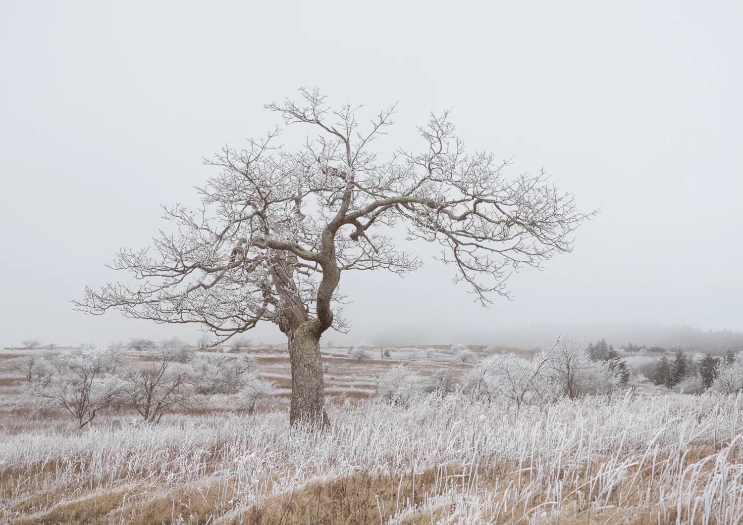 The Frost and the Boughs #8