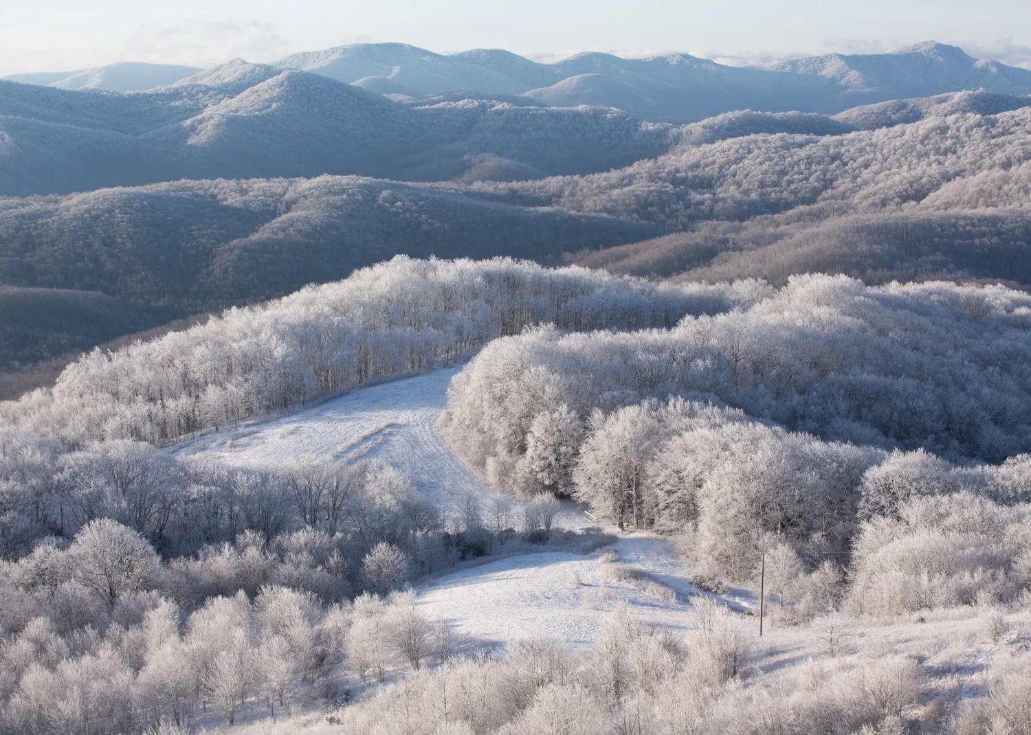 The Frost and the Boughs 10
