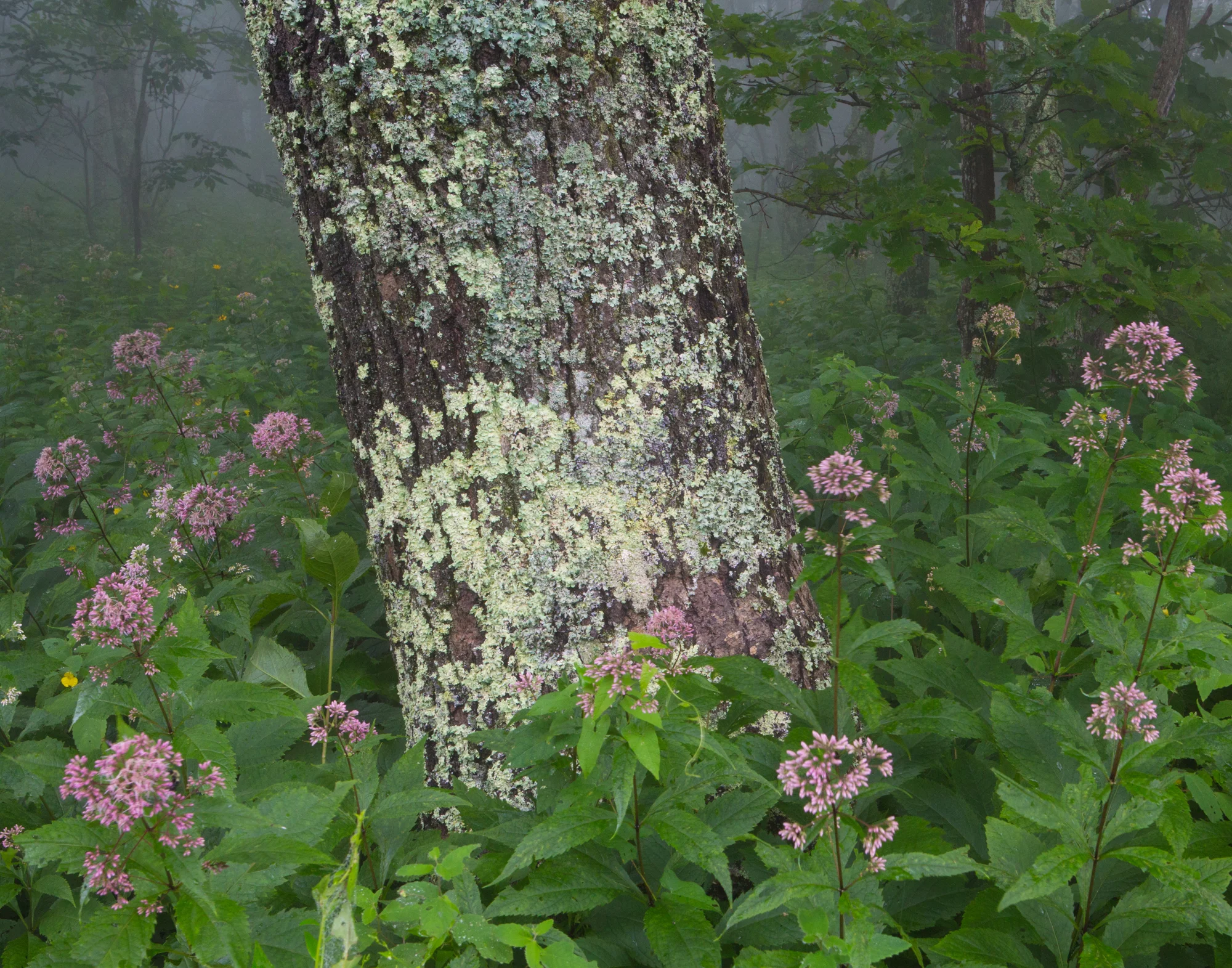 15. Blue Ridge Parkway, Virginia