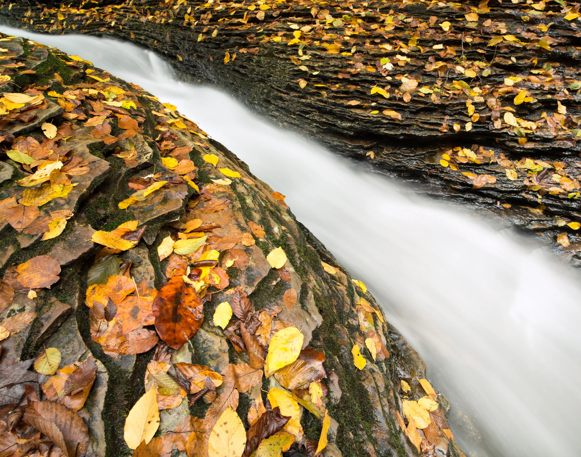 62. Devil's Fork, Jefferson National Forest, Virginia