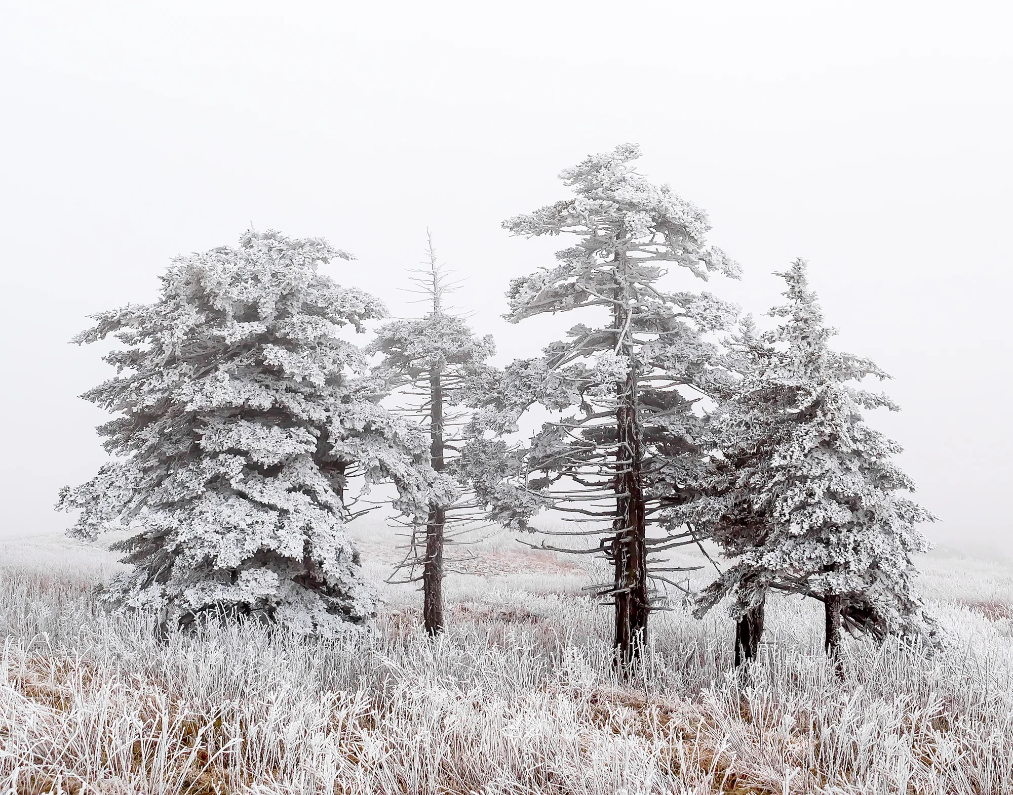 2. Whitetop Mountain, Virginia