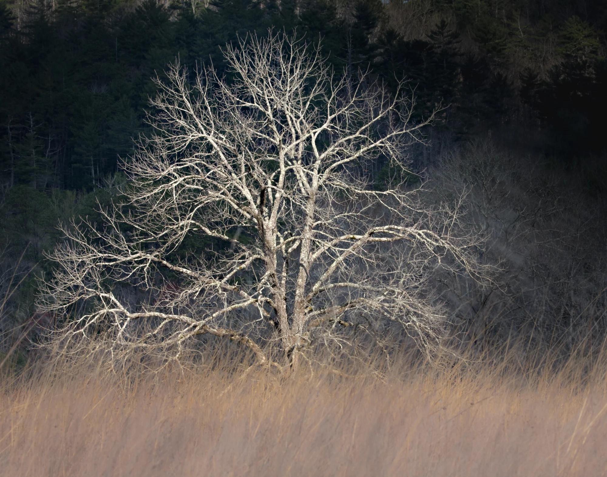 9. Cades Cove, Great Smoky Mountains National Park, Tennessee