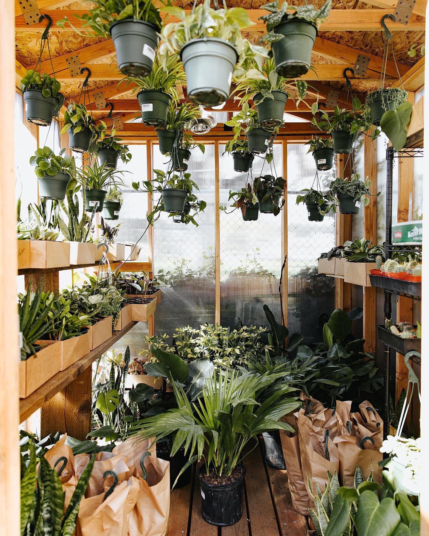 did you know @robertfaulconer built @songbirdandcompany a greenhouse behind the shop? 🌱🌿🏠

we &hearts; the variety of plants coming through our shop weekly! 
if you have any questions or want to see specific plants on our shelves, send a DM to @so