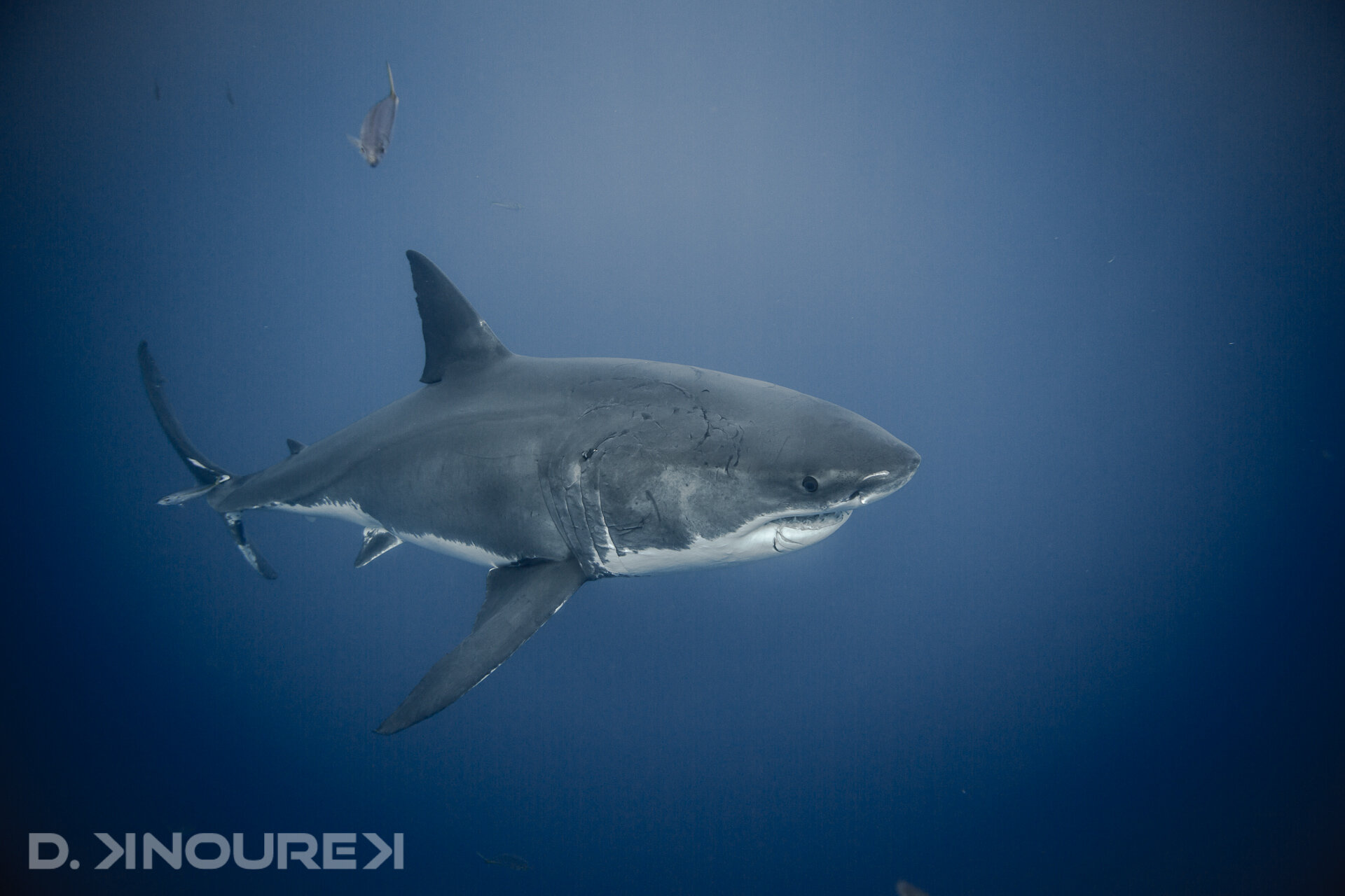 SharkDive2017-34.jpg