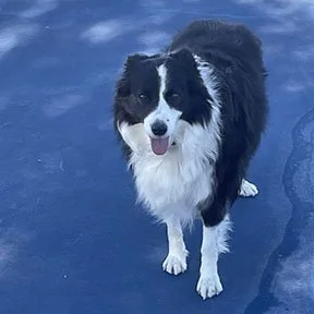 MITZI.jpg