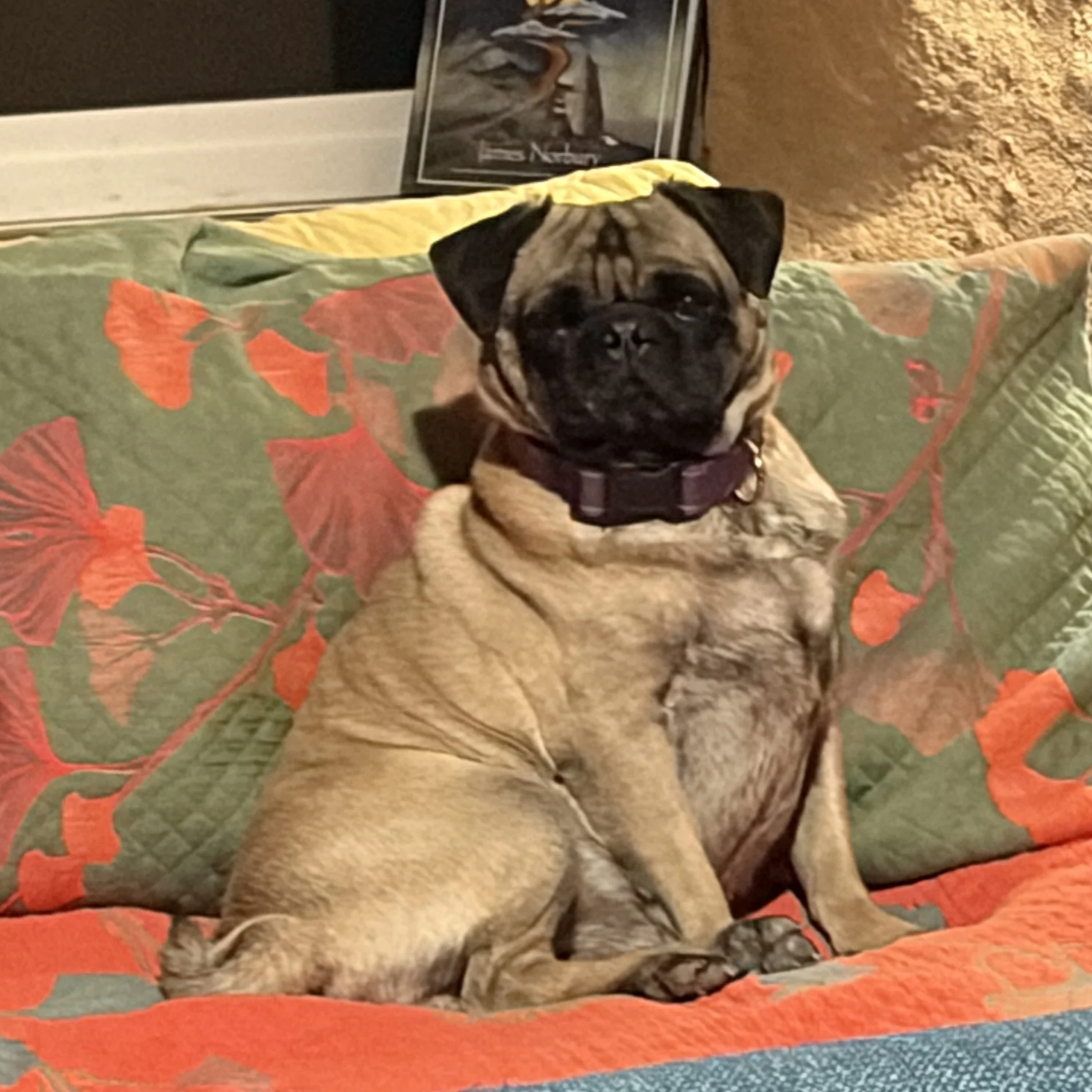 COCO.jpg