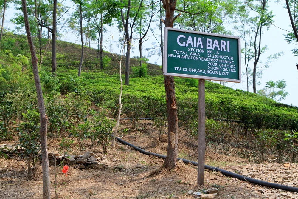 "Gaia Bari" - Garden of Gaia, Potong, India