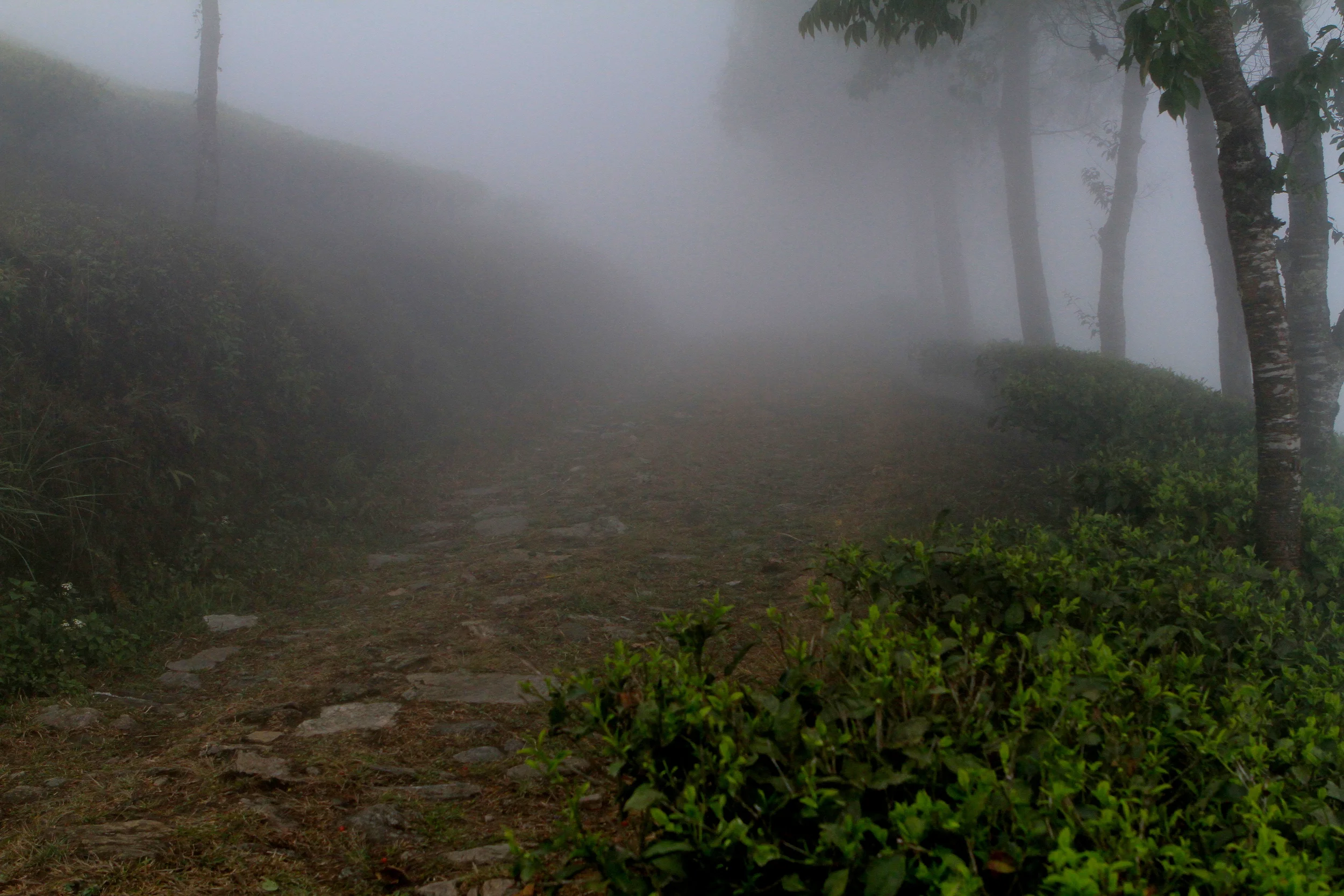 Misty Samabeong.jpg