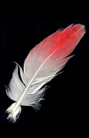 feather.jpg