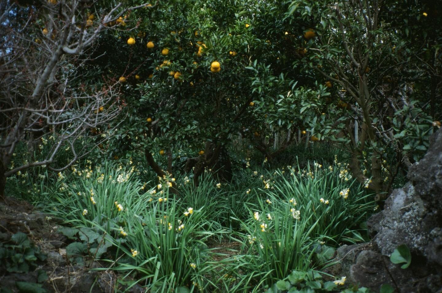 A bias to winter Jeju.

제주는 자연만 있는 것이 아니지만 제주생활 5년차 육지인에게도 여전히 제주에 대한 이미지는 크게 달라진 것이 없다. 제주 생활이 서울만큼 편해지기를 바라면서도 여전히 제주에 기대하는 것은 &lsquo;제주스러운&rsquo; 이미지인 탓일게다. #jeju #enae #everyday #landscape #daffodils 

언제 뭘로 찍었는지도 모를 사진 한 장. 아마도 2019년 2월 35mm 필름으