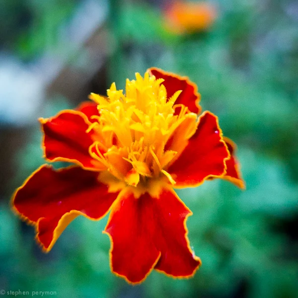 marigold-1010333.jpg