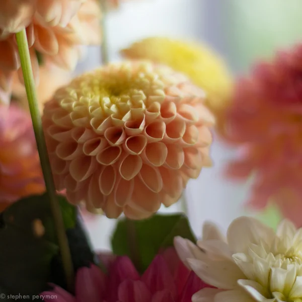flowers-0222.jpg
