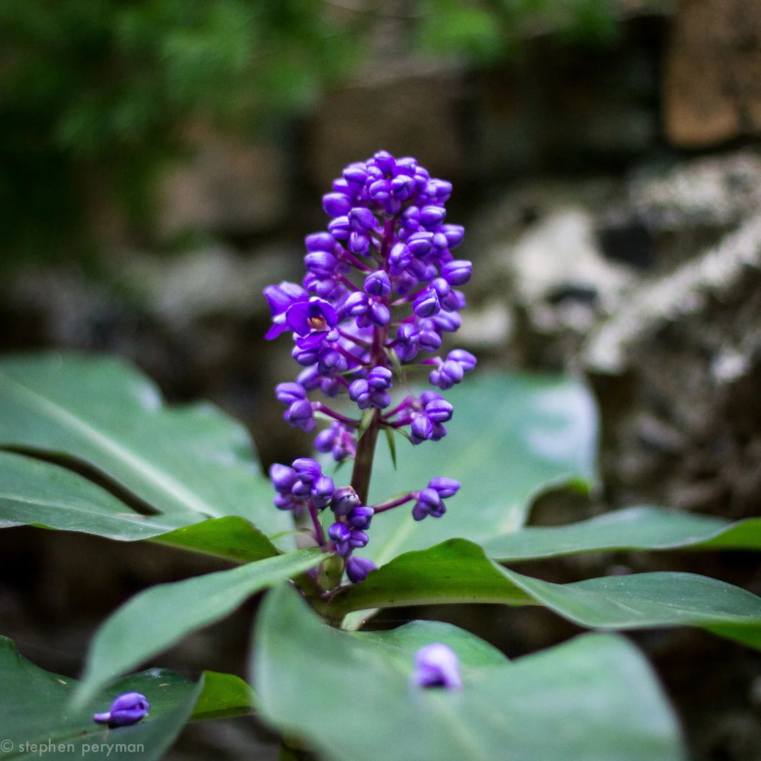 purple-4146.jpg
