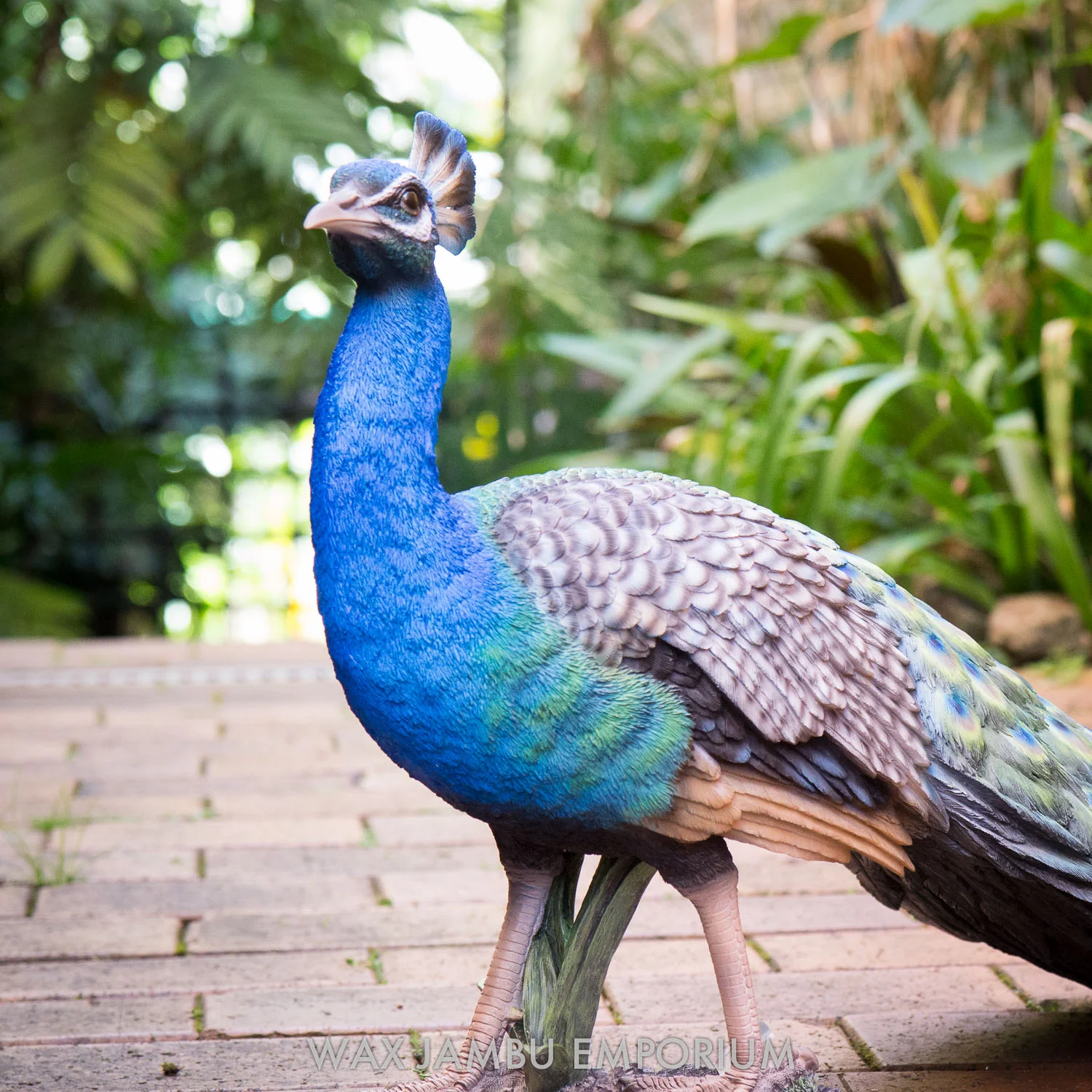 peacock-3838.jpg