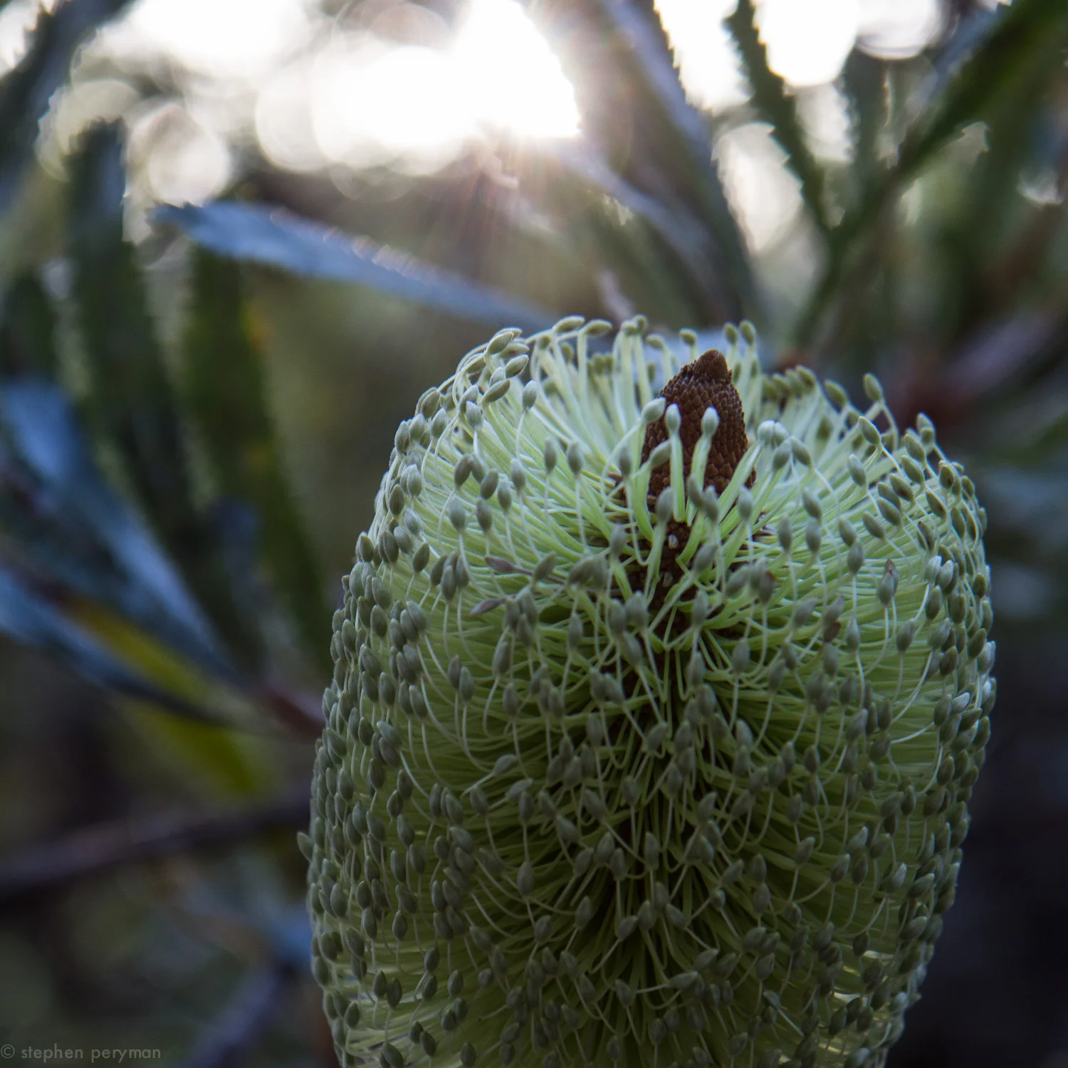 banksia-3.jpg