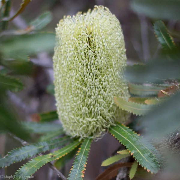 flowers-0313.jpg