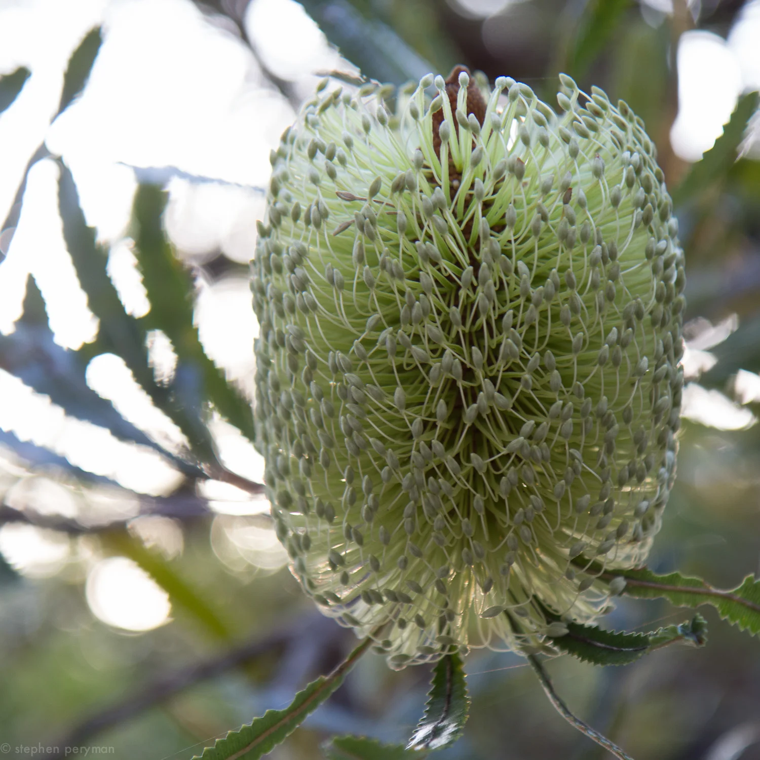 banksia-2.jpg